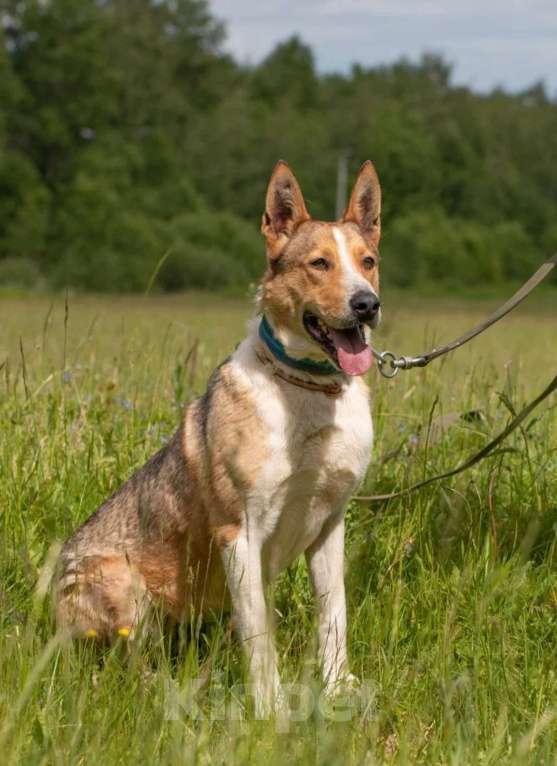 Собаки в Истре: Молодой,активный Лайм в поисках дома  Мальчик, Бесплатно - фото 2