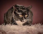 Кошки в Клине: Котюлька — очаровательная молодая кошечка Девочка, Бесплатно - фото 3