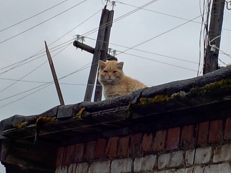 Объявление: Рыжий кот ищет хозяина, Бесплатно, Лесосибирск