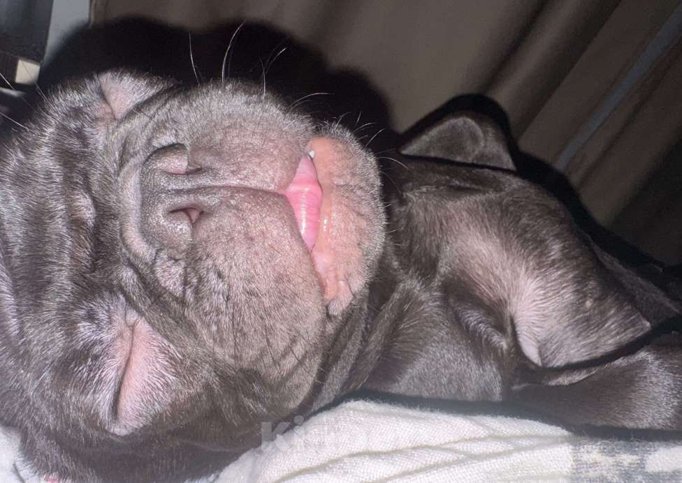 Собаки в других городах Московской области: Щенок французского бульдога  Мальчик, Бесплатно - фото 2