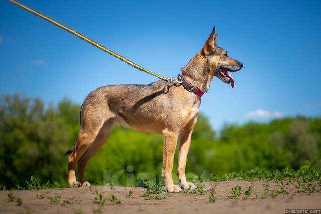 Собаки в Москве: Позитивная и жизнерадостная собака Кэнди в добрые руки Девочка, Бесплатно - фото 2
