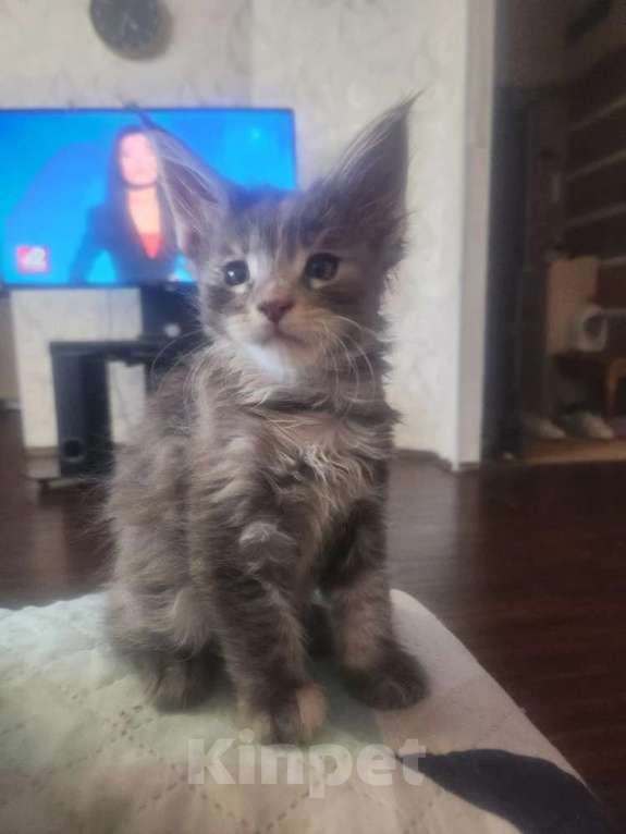 Кошки в Екатеринбурге: Котята мейн-кун в добрые руки Девочка, 20 000 руб. - фото 3