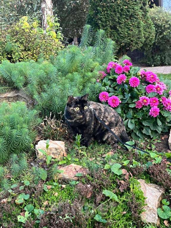 Кошки в Домодедово: Эли Девочка, 1 000 руб. - фото 2