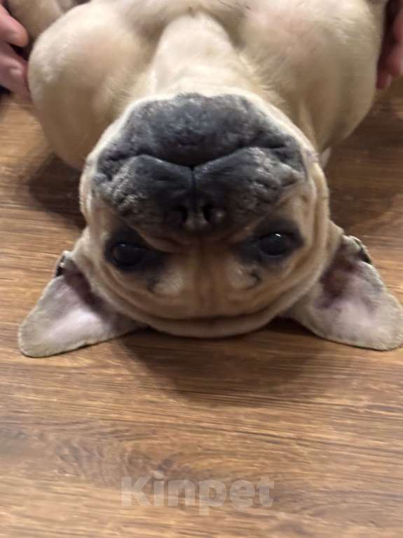 Собаки в Люберцах: Отдам в добрые руки самого дорогого на свете мальчика Мальчик, Бесплатно - фото 4