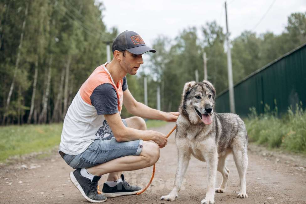 Собаки в Москве: Алтай ждёт и надеется Мальчик, Бесплатно - фото 7
