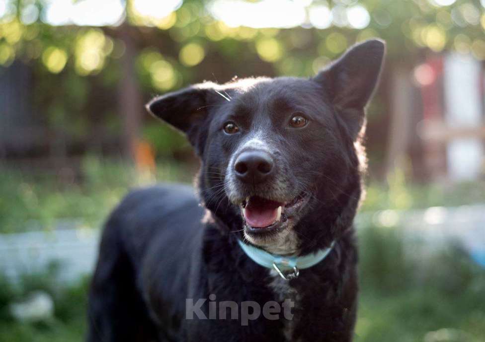 Собаки в Москве: Бимка, хороший парнишка ищет любовь человека Мальчик, Бесплатно - фото 5
