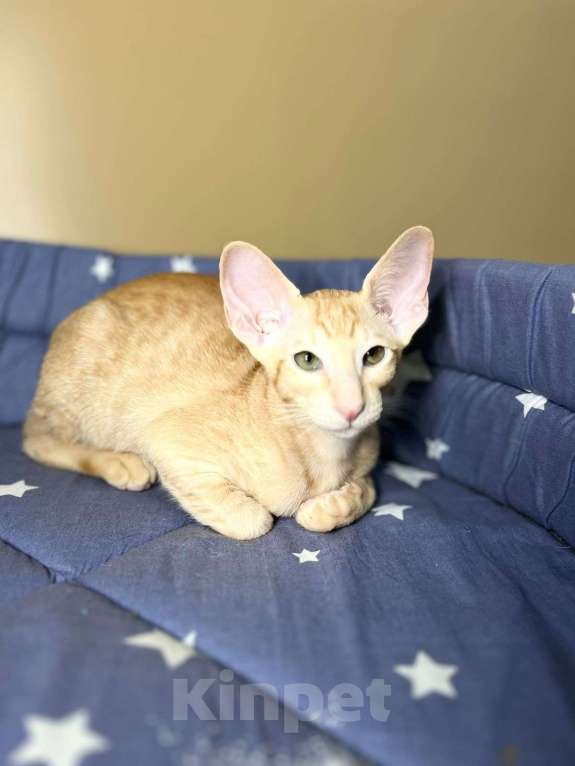 Кошки в Санкт-Петербурге: Ориентальная девченка Девочка, 40 000 руб. - фото 3