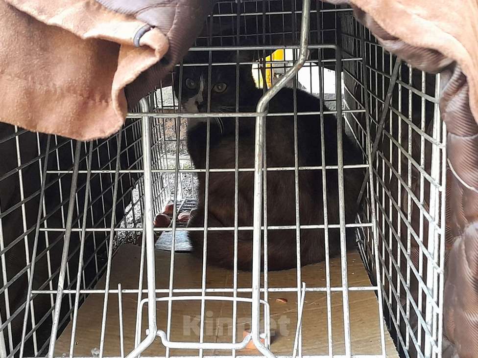 Кошки в Санкт-Петербурге: срочно нужен дом Девочка, Бесплатно - фото 7