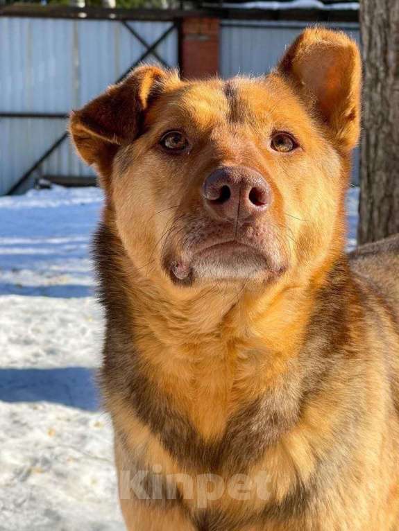 Собаки в Санкт-Петербурге: Гордый защитник и добрый друг для всей семьи Мальчик, Бесплатно - фото 6