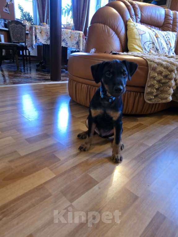 Собаки в Приозерске: Продаеться щенок ягдтерьера  Мальчик, 20 000 руб. - фото 4