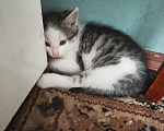 Кошки в Лобне: Котёнок в добрые руки Мальчик, Бесплатно - фото 3