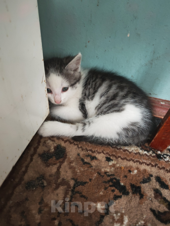 Кошки в Лобне: Котёнок в добрые руки Мальчик, Бесплатно - фото 3