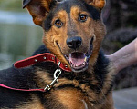 Собаки в Москве: Пёс-компаньон Марс после спасения ищет дом Мальчик, 1 руб. - фото 1