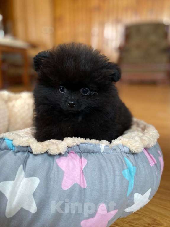 Собаки в Новосибирске: Померанский шпиц Мальчик, 50 000 руб. - фото 2