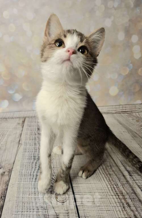 Кошки в Москве: Котёнок в добрые руки  Мальчик, Бесплатно - фото 7