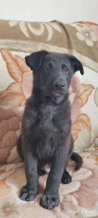 Собаки в других городах Краснодарского края: Щенок немецкой овчарки( мальчик) Мальчик, 16 000 руб. - фото 1