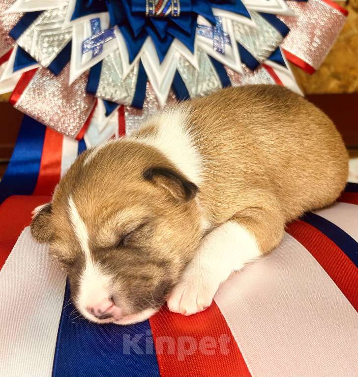 Собаки в Курске: Девочка басенджи  Девочка, 70 000 руб. - фото 2