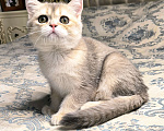 Кошки в Санкт-Петербурге: Кальвадос сладкий парень  Мальчик, 45 000 руб. - фото 4