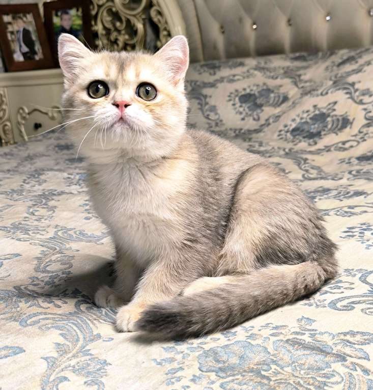 Кошки в Санкт-Петербурге: Кальвадос сладкий парень  Мальчик, 45 000 руб. - фото 4