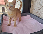 Кошки в Москве: Котенок Абрикос и Персик  2,5 месяца - лучик Крымского солнышка  Мальчик, Бесплатно - фото 4