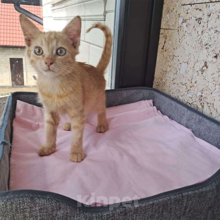 Кошки в Москве: Котенок Абрикос и Персик  2,5 месяца - лучик Крымского солнышка  Мальчик, Бесплатно - фото 4
