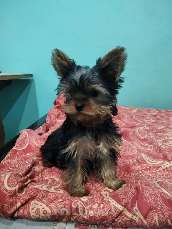 Собаки в других городах Тульской области: Продаётся Волчок Мальчик, 25 000 руб. - фото 2