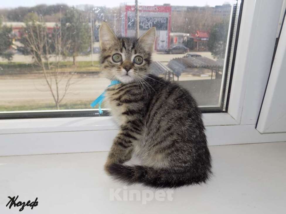Кошки в Москве: Шотландский короткошерстный прямоухий мальчик Мальчик, 9 000 руб. - фото 3