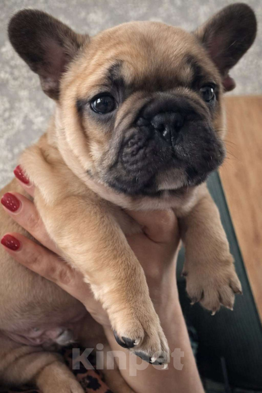 Собаки в Краснодаре: Французский бульдог, щенок Мальчик, 35 000 руб. - фото 1