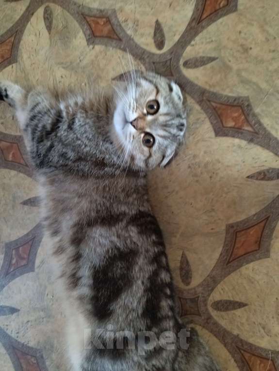 Кошки в Иваново: Пропал любимый кот  Мальчик, 5 000 руб. - фото 2