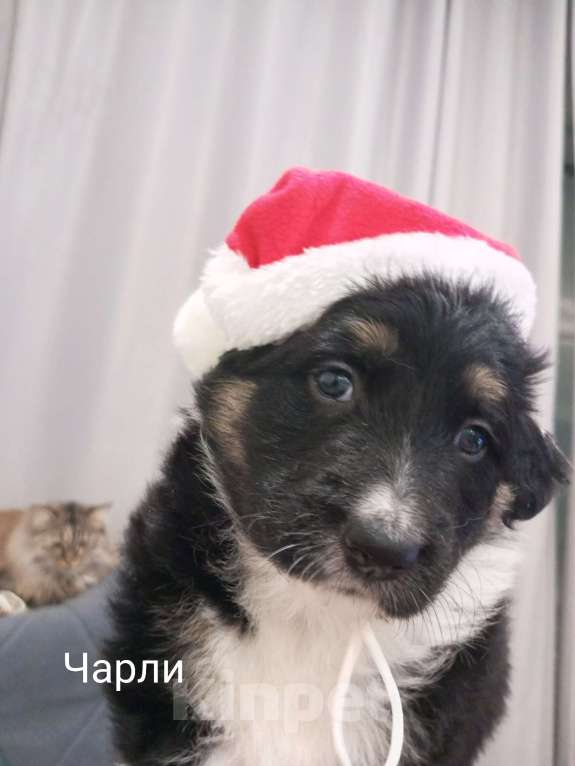 Собаки в Москве: Щенок в добрые руки Мальчик, Бесплатно - фото 5