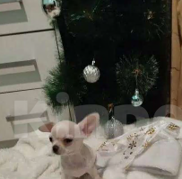 Собаки в Анапе: Щенок, мальчик чихуахуа Мальчик, 15 000 руб. - фото 1