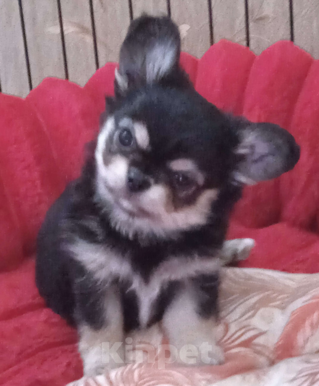 Собаки в Санкт-Петербурге: Щенок чихуахуа, длинношерстная девочка нарядного окраса Девочка, 60 000 руб. - фото 2