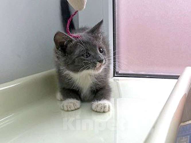 Кошки в Санкт-Петербурге: Спасенное солнышко котенок Алиса ищет дом Девочка, 10 руб. - фото 7