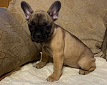 Собаки в Санкт-Петербурге: Шикарная девочка французского бульдога  Девочка, 40 000 руб. - фото 3