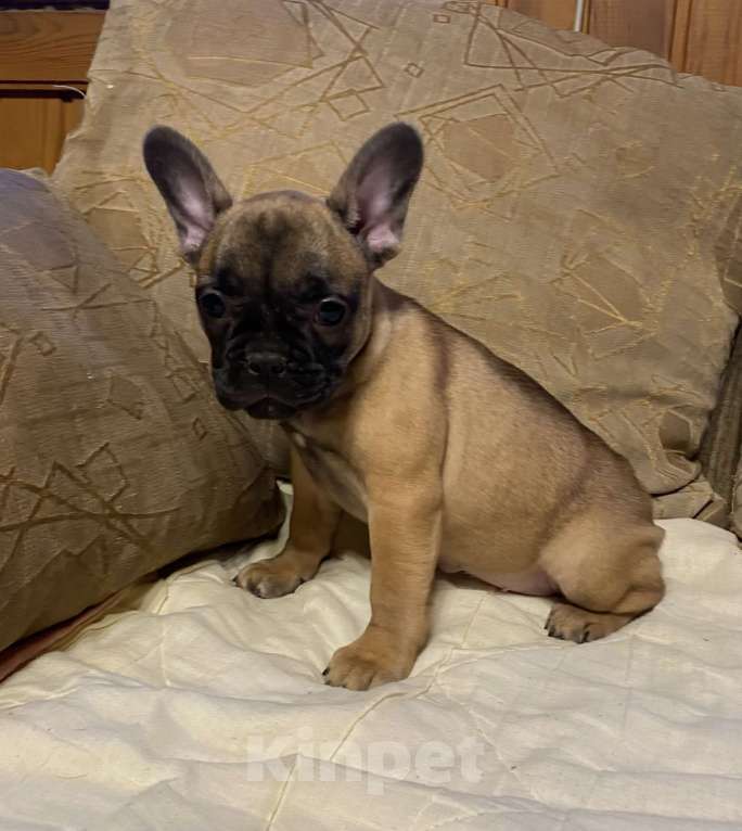 Собаки в Санкт-Петербурге: Шикарная девочка французского бульдога  Девочка, 40 000 руб. - фото 3