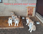 Собаки в Краснодаре: Акита Мальчик, 20 000 руб. - фото 4
