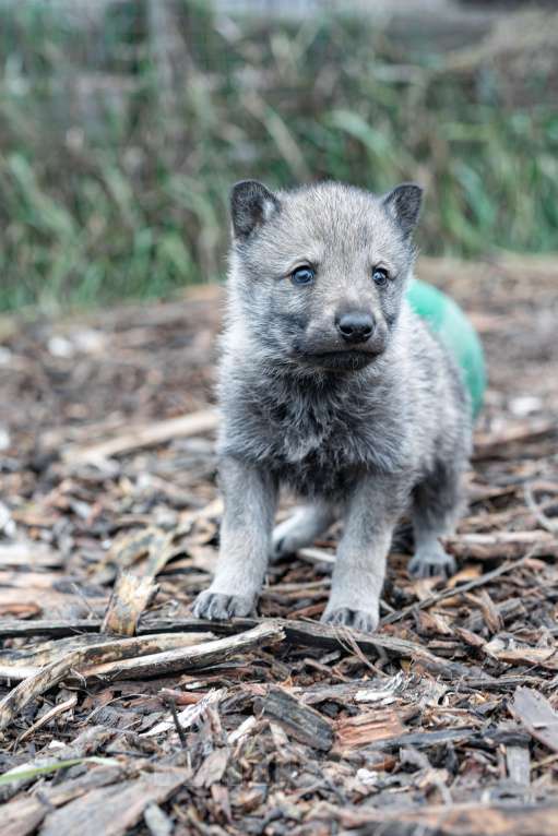Собаки в Рязани: Девочка чехословацкого влчака Мальчик, 100 000 руб. - фото 6