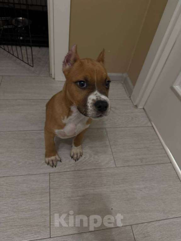 Собаки в Котельнике: Приобретите друга  Мальчик, 30 000 руб. - фото 2