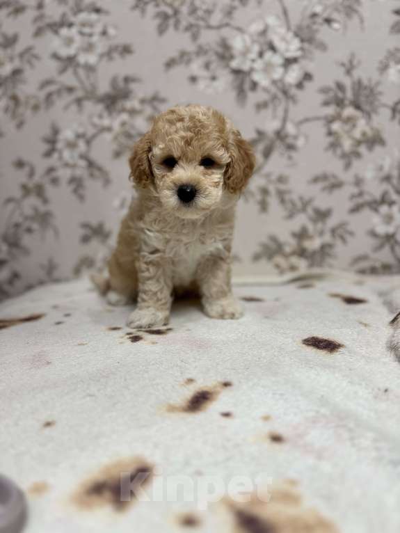 Собаки в Новосибирске: Той пудель, щенки Мальчик, 50 000 руб. - фото 1