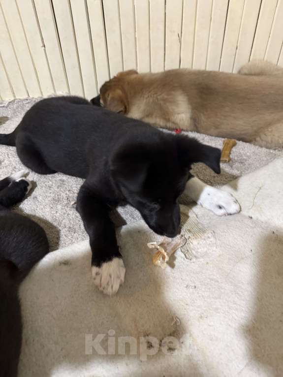 Собаки в Наро-Фоминске: Щенок метис алабая Девочка, Бесплатно - фото 1