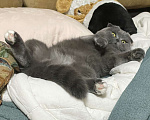 Кошки в Серпухове: ласковый котик Пыль ищет дом Мальчик, Бесплатно - фото 4