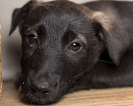 Собаки в Уфе: Щенок-девочка Девочка, Бесплатно - фото 3