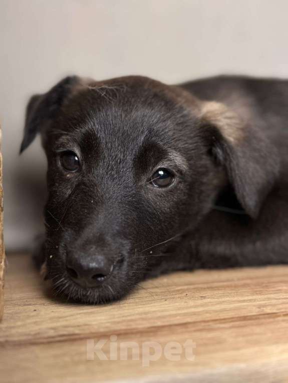 Собаки в Уфе: Щенок-девочка Девочка, Бесплатно - фото 3