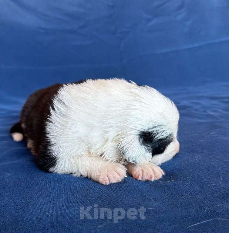 Собаки в других городах Новосибирской области: Щенки австралийской овчарки Девочка, Бесплатно - фото 2