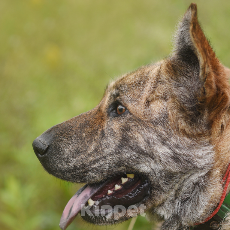 Собаки в Москве: Тигра Девочка, Бесплатно - фото 5