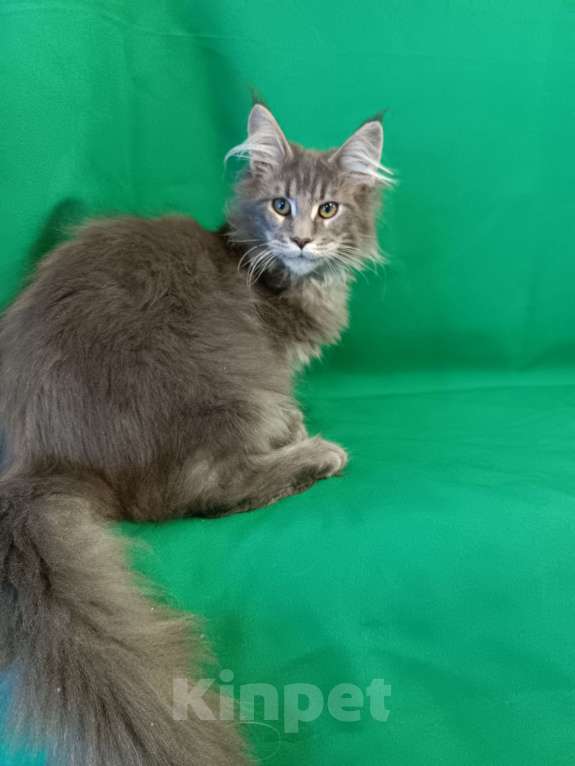 Кошки в других городах Владимирской области: Котик мейн кун Мальчик, 45 000 руб. - фото 1