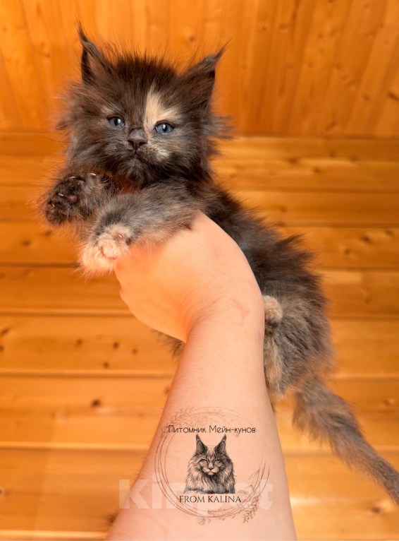 Кошки в Санкт-Петербурге: Голубокремовая черепашка котенок Девочка, 35 000 руб. - фото 3