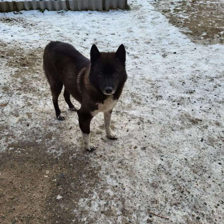 Собаки в других городах Карелии: Найдена собака  Девочка, Бесплатно - фото 4
