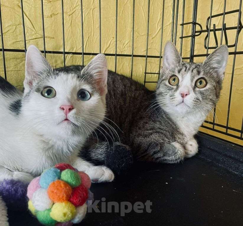 Кошки в Москве: Удивительный котенок ищет дом Девочка, Бесплатно - фото 4