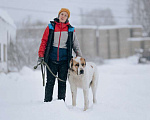 Собаки в Москве: Молодой алабай Миша в добрые руки Мальчик, Бесплатно - фото 2